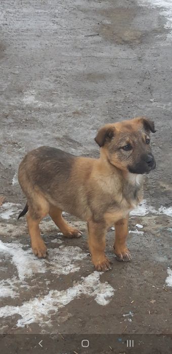 Щенка в добрые руки