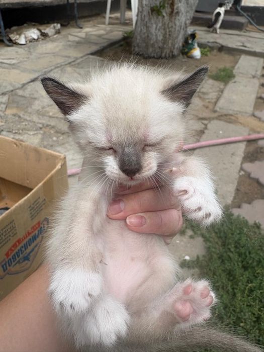 Отдам котят, пришахтинск