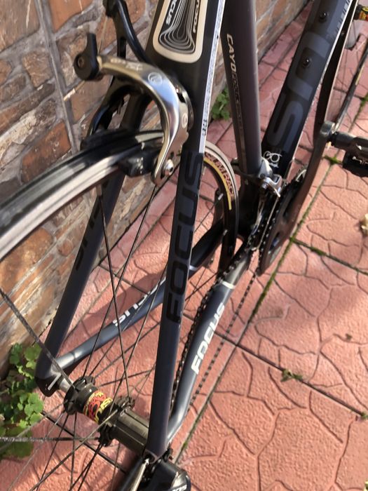 Semicursiera carbon Focus