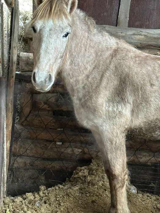 Продам Куган с откорма