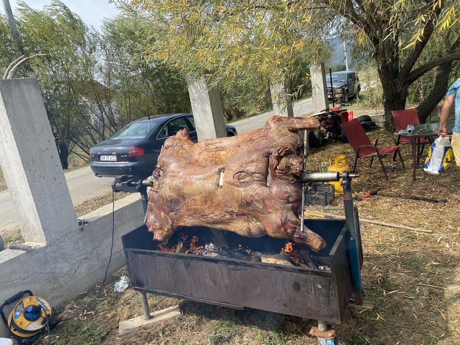 Porc , vitel si oaie facute la protap