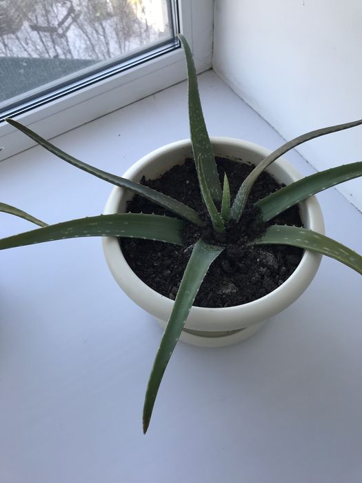 Лечебное растение. Алоэ