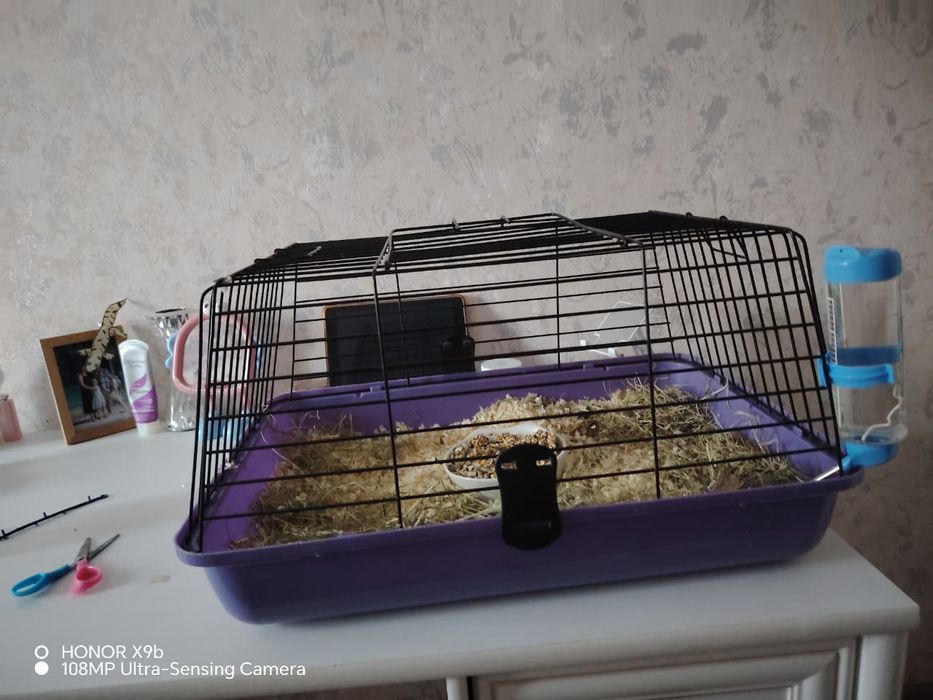 Продам морскую свинку