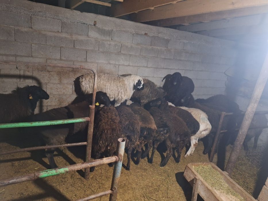 семиз токтылар ургашы еркек 20 бас бар