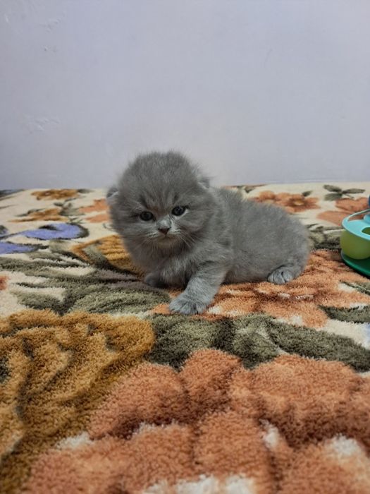 Шотланский фолд киз угил