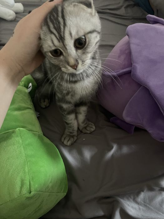 Шотландская вислоухий кот