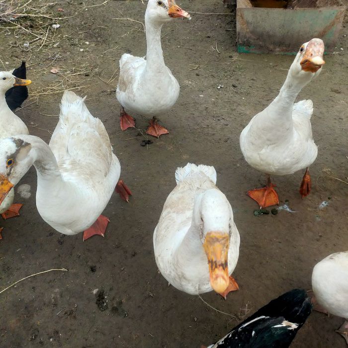 Гозлар сотилади 5та бор