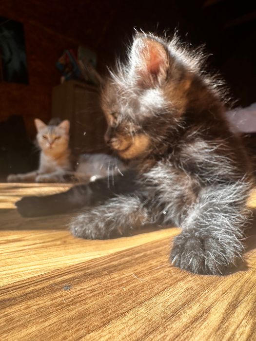 Подарю котят полукровок