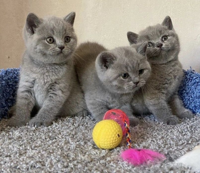 Чистокровные Британские котята