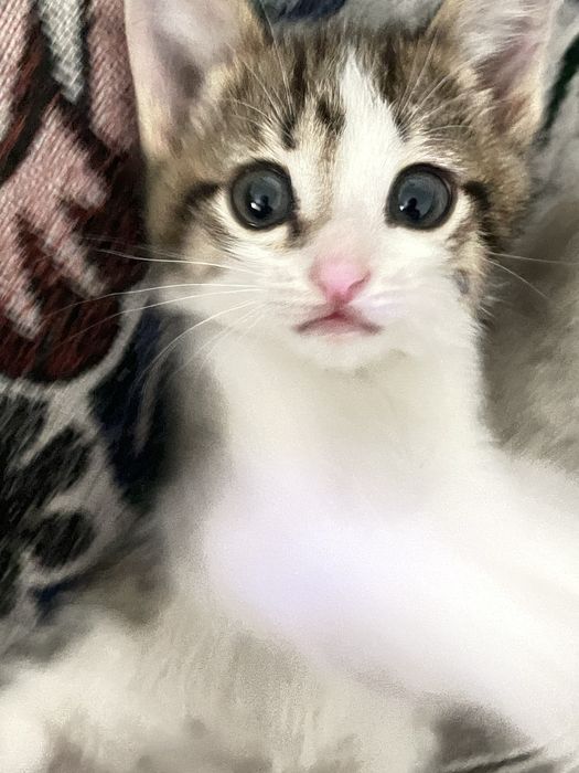 Отдам котенка мальчика