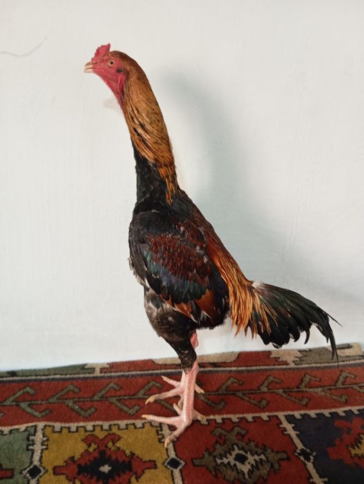 Mayski joja sotiladi vesi 4 kg