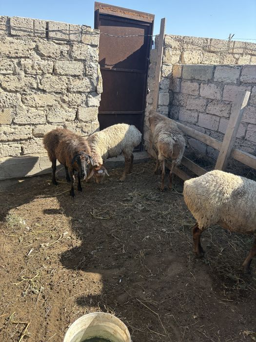 Семіз жақсы қойлар сатылады бағасы келісіммен