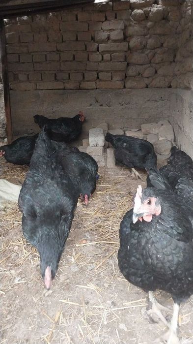 Tovuqlar sotiladi tuxumda