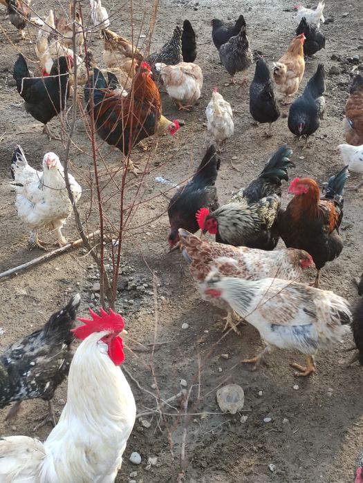 Петухи Курицы Оптам