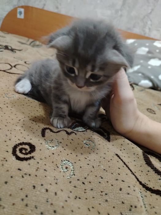 Шотландский котенок