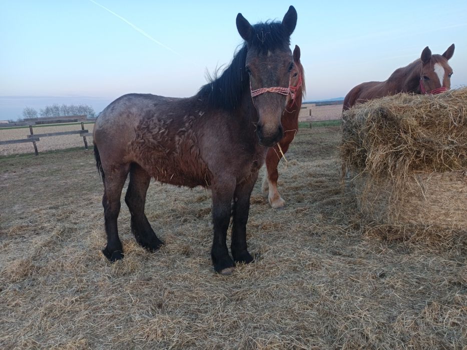 Vând o mânză de un an