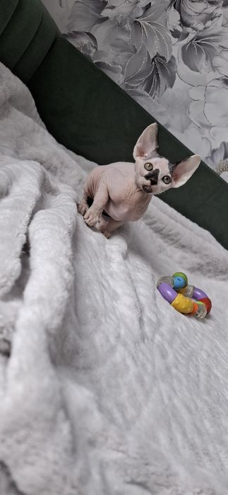 Канадский сфинкс мальчик