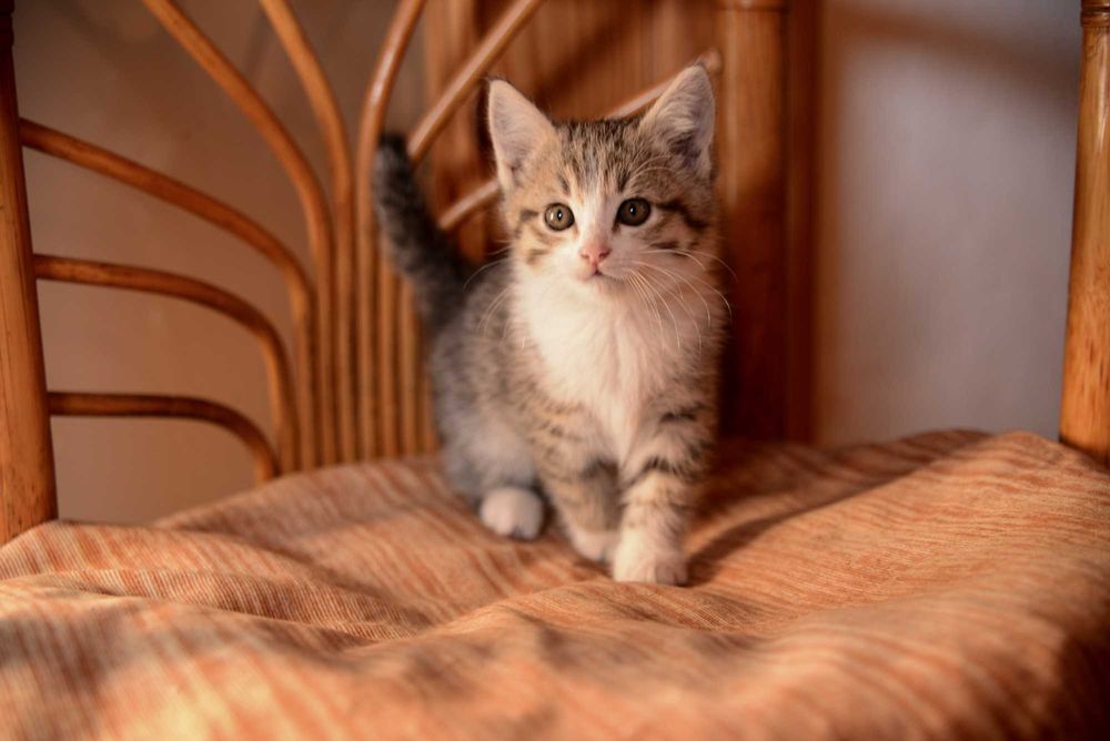 Котенок  мальчик