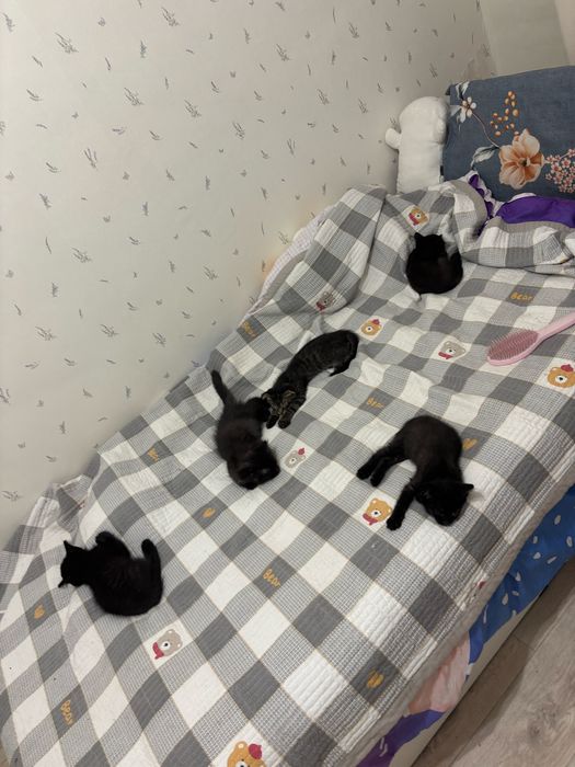 Отдадим милых котят
