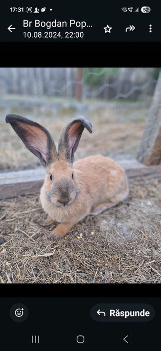 Vând iepuri 7-8 luni Uriașul Belgian