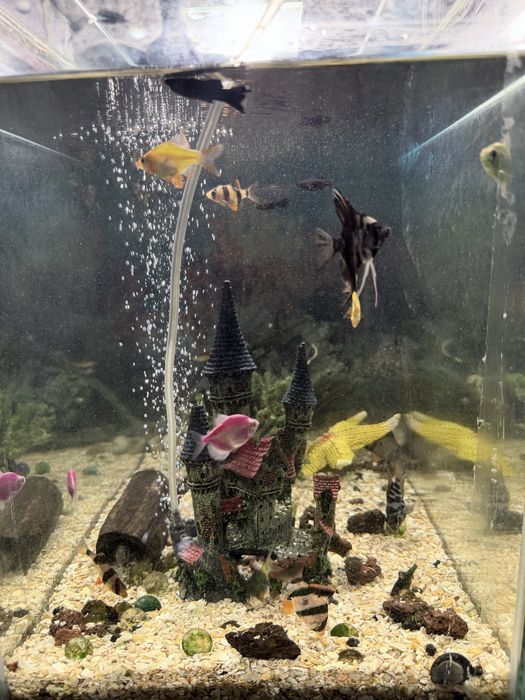 Аквариум с рыбками