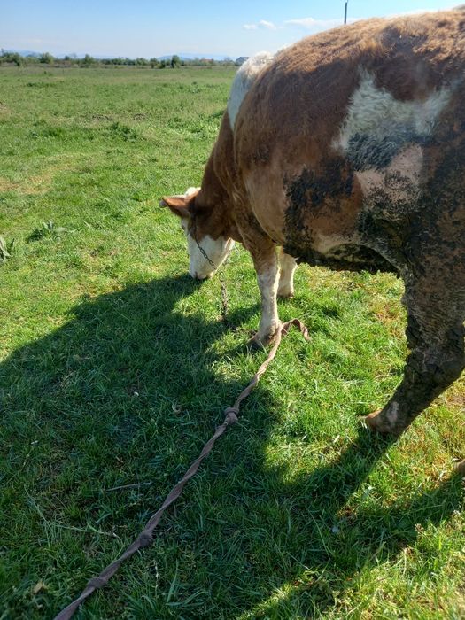 Vand vaca de 10 ani baltata românească talie mare