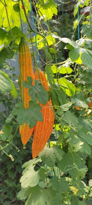 Castravete amar marmodica