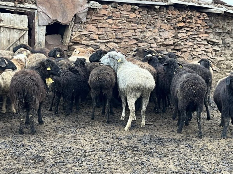 Койлар сатылады семиз семей каласынан 35 щакрым жерде тур