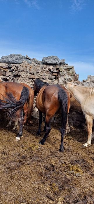Бисексуалды Одесса