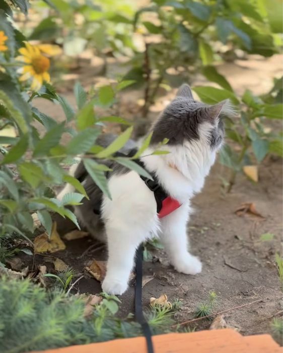 кошечка подросток в любящие руки