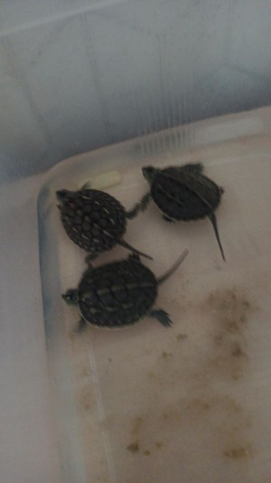 Маленькие черепашки