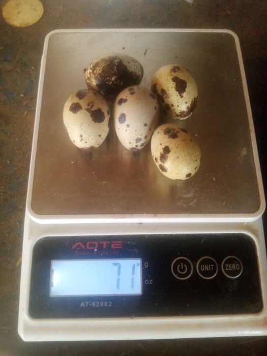 Перепелиные яйца, инкубационные.