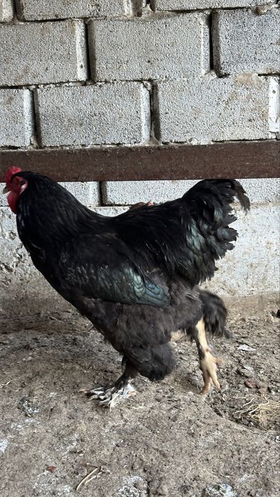 Брама кораз таза канды