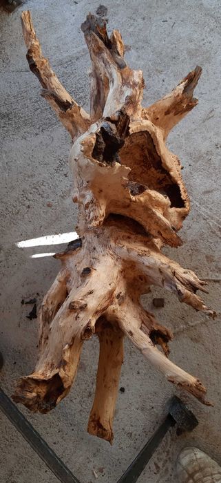 Декорация за градината- 2 корена от Дъб