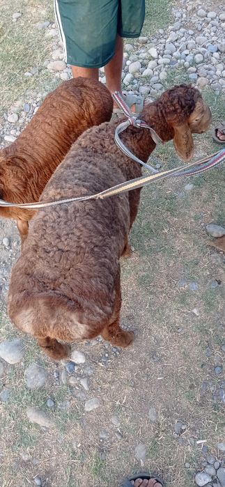 Кузичок ва бузоклар сотилади