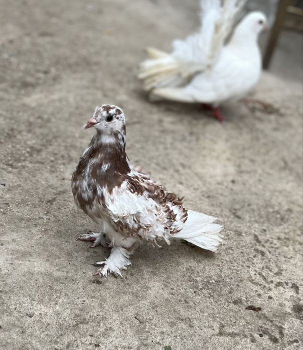 porumbei creti,voltati,curcani