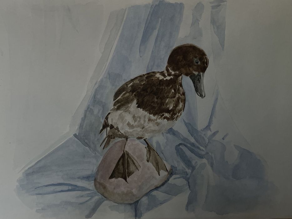 Продам рисунки акварелью