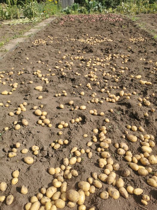 Картофель дачный.