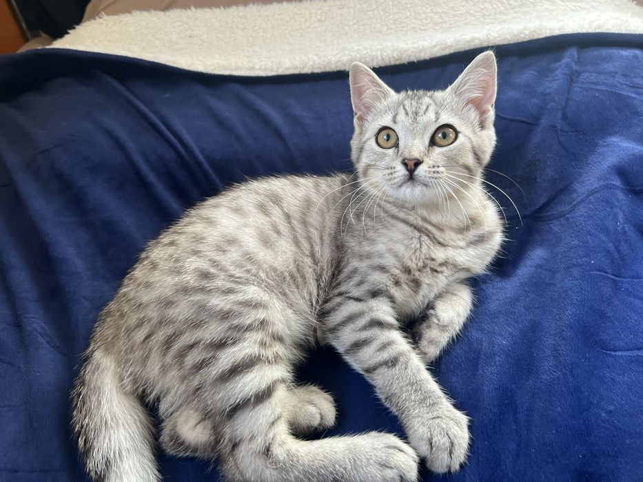 Котенки милашки:)!