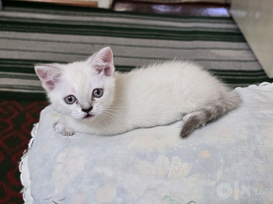 Продаются Шотландские котята