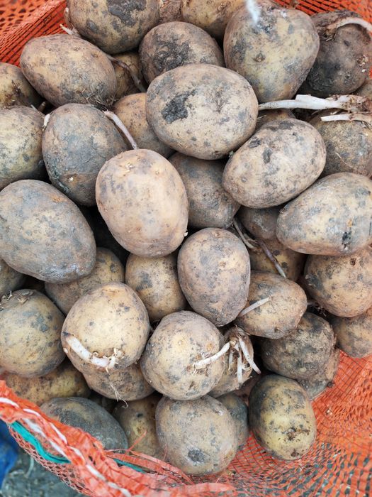 Продам картофель