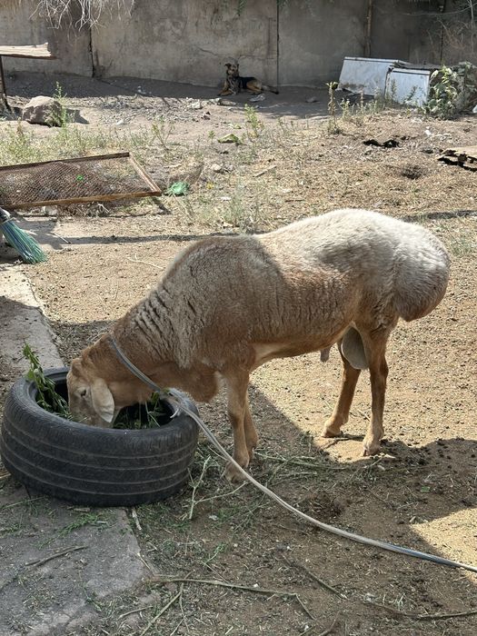 Кочкар Едильбайский и Арашан