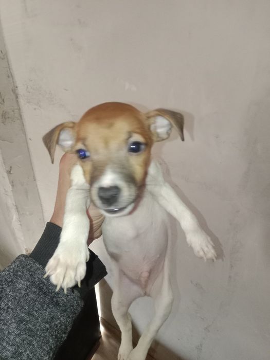 Джек Рассел Терьер