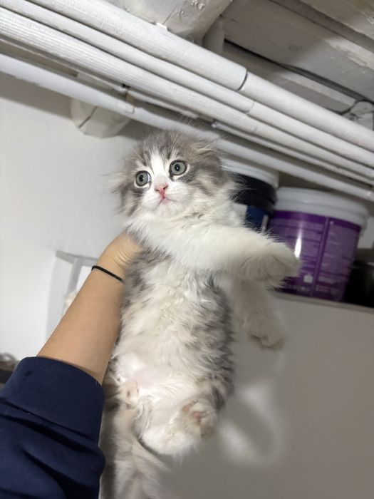 Scotish fold arzonga