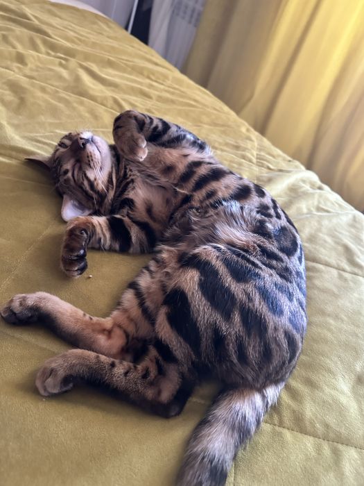 Бенгальский кот на вязку