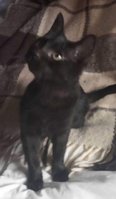 Котята в добрые руки. смотрите другие объявления автора