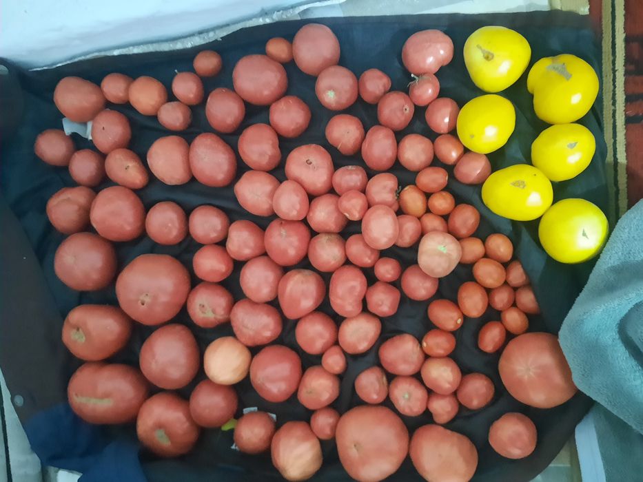 Продам Помидоры 500