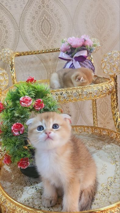 Котята скотиш фонд золотые шиншилы