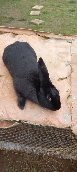 Продавам зайкиня