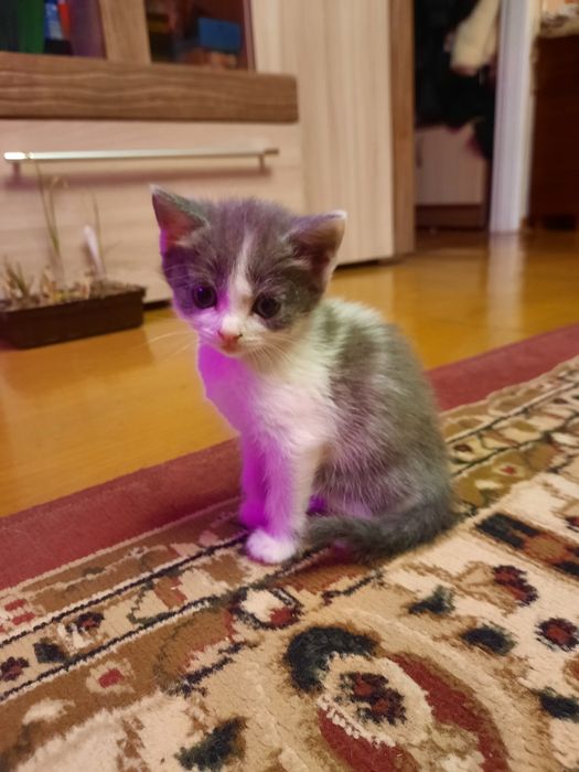 Продам милых котят.